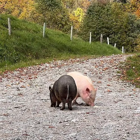 Urlaub Am Bauernhof Anzerberg Salzkammergut * Hof bei Salzburg